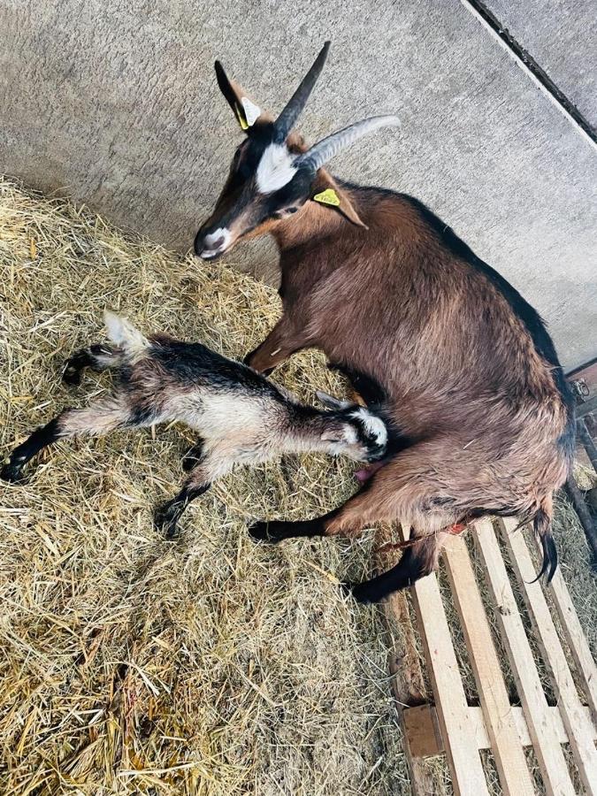 Kota A La Ferme Hotell Beaufort-en-Argonne Eksteriør bilde